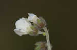 Wild comfrey